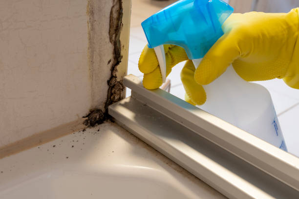 Best White Mold Remediation in Sweet Home, AR