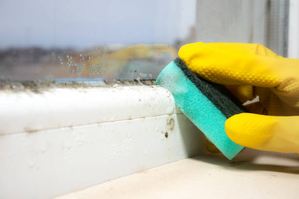 Best White Mold Remediation in Sweet Home, AR